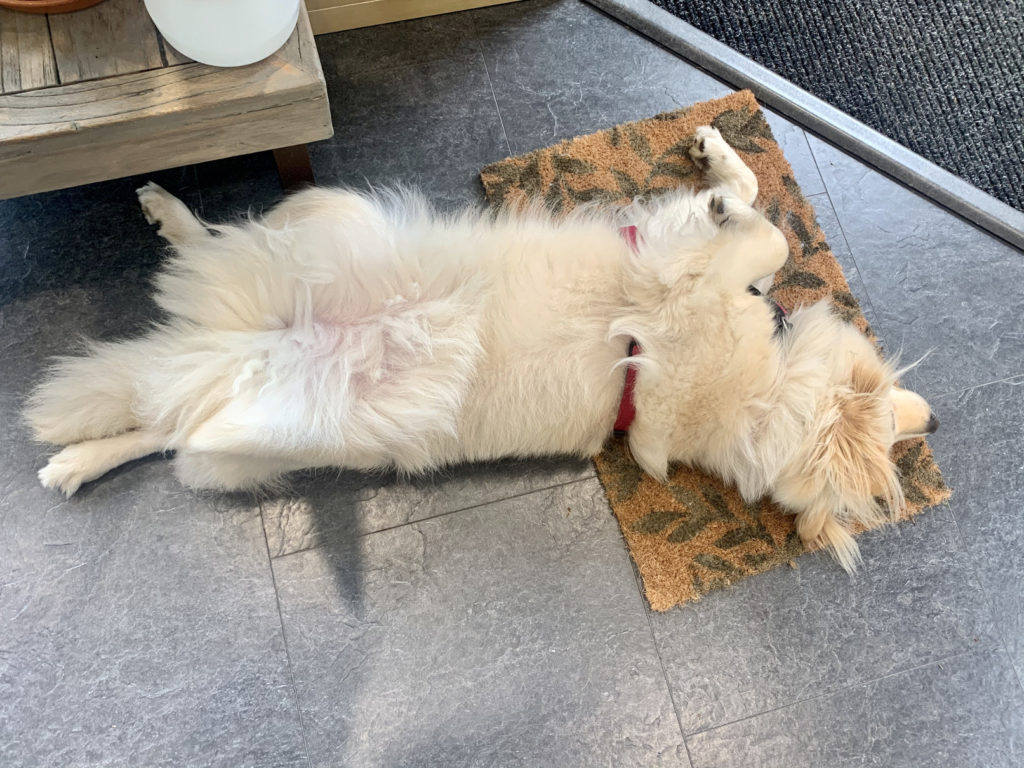 Cookie the office dog at Coworking Corner