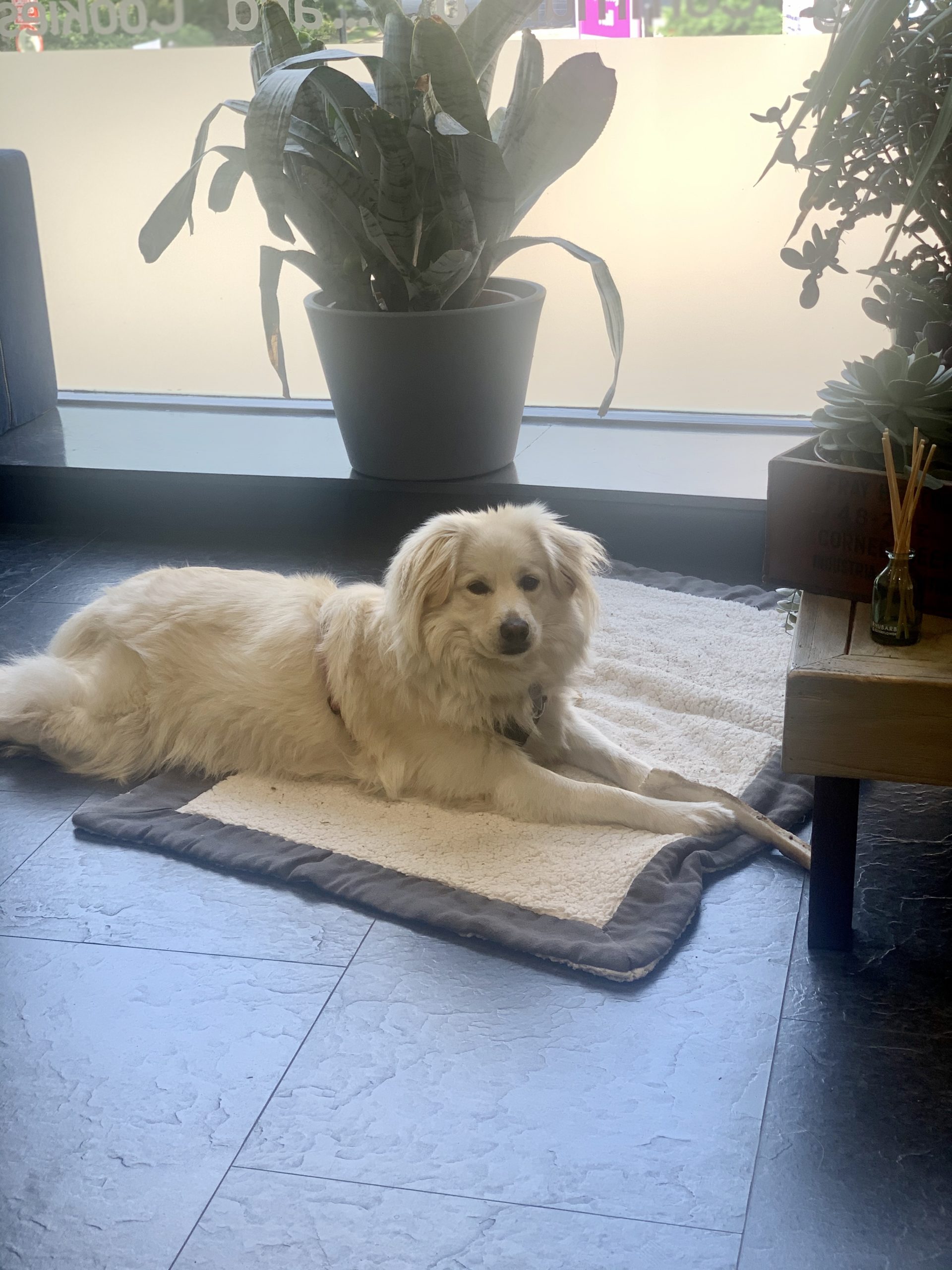 Cookie the dog at Coworking Corner